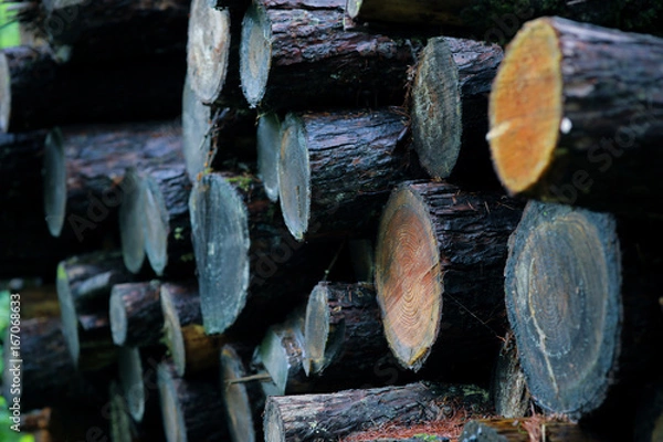 Obraz 伐採された樹木