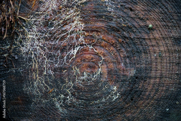 Obraz 伐採された樹木の年輪