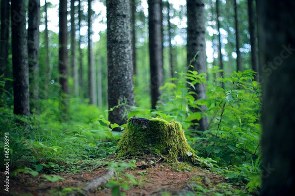 Obraz 針葉樹林　切り株
