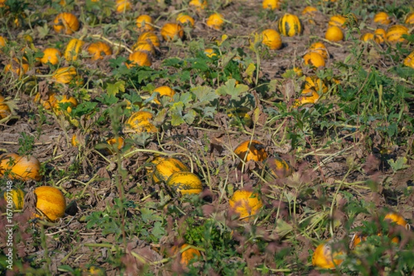 Obraz Kürbisfeld in der Steiermark 3