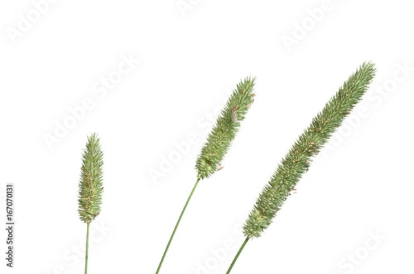 Obraz Timothy-grass