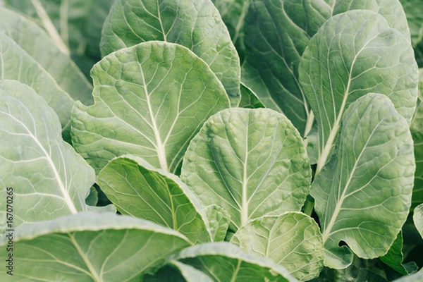 Fototapeta Close-up of cabbage growing on the ground