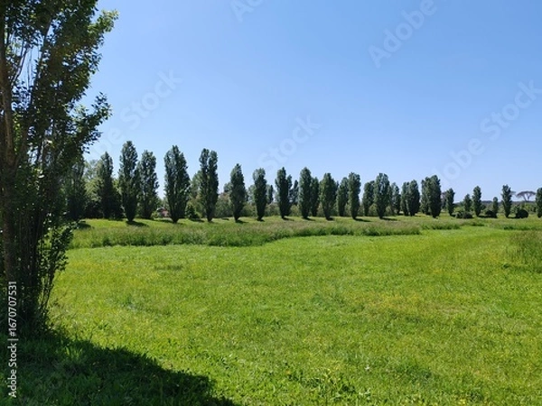 Fototapeta Horizon view of a green meadow and a row of poplar trees in a nature reserve near Ostia in Rome.