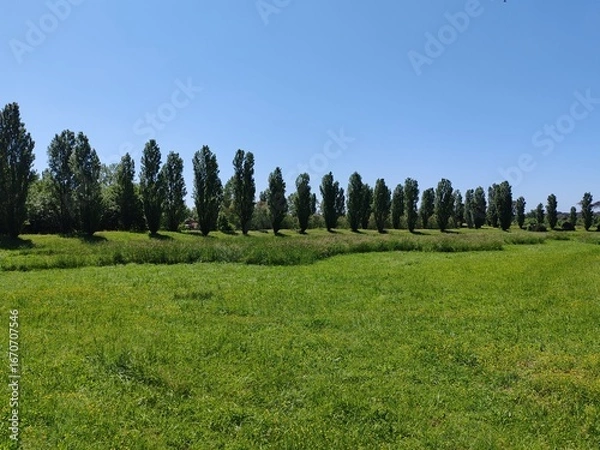 Fototapeta Horizon view of a green meadow and a row of poplar trees in a nature reserve near Ostia in Rome.