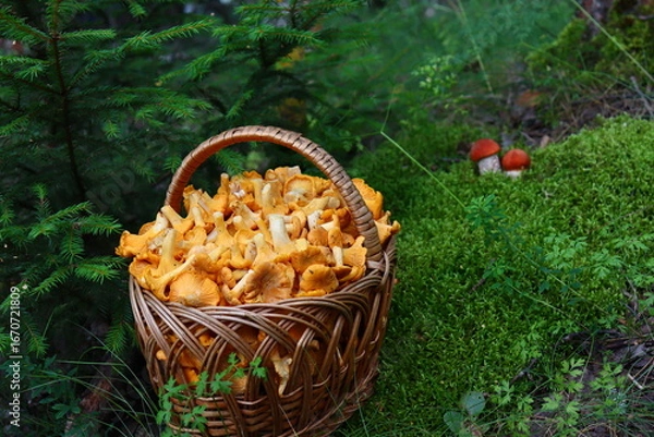 Fototapeta Red mushrooms grow on green moss. Leccinum is an edible mushroom with a red cap that grows in the wild forest
