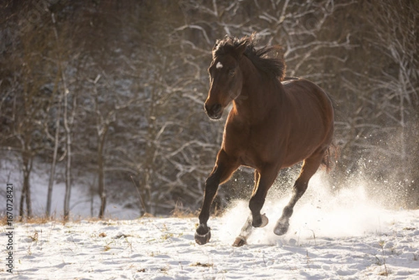 Fototapeta Pferd im Schnee
