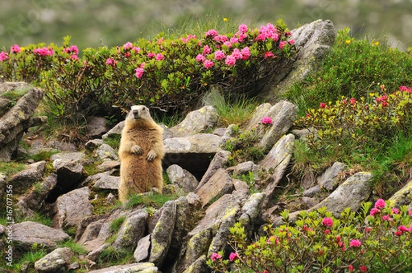 Obraz Marmot between flowers