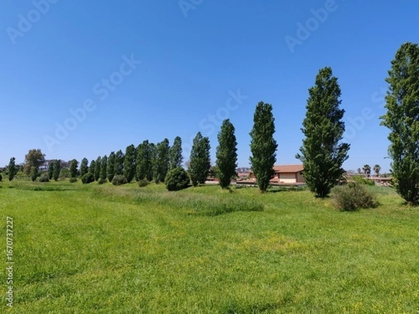 Fototapeta Horizon view of a green meadow and a row of poplar trees in a nature reserve near Ostia in Rome.