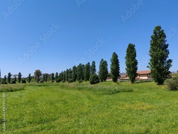 Fototapeta Horizon view of a green meadow and a row of poplar trees in a nature reserve near Ostia in Rome.