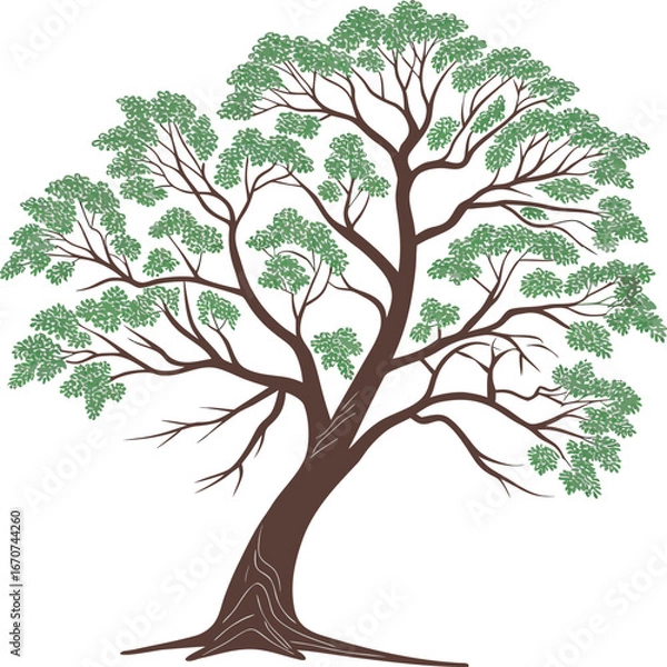 Obraz Stylized illustration of a mature deciduous tree with green foliage