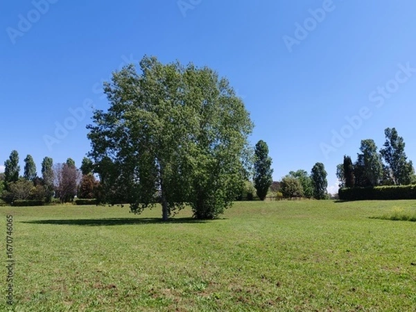 Fototapeta A lush tree stands tall on a meadow in an Italian nature reserve.