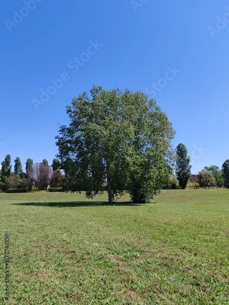 Fototapeta A lush tree stands tall on a meadow in an Italian nature reserve.