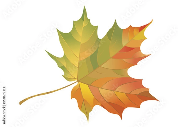 Obraz Autumn maple leaf isolated on white background. Vector Illustration