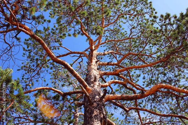 Obraz Tree against the sky