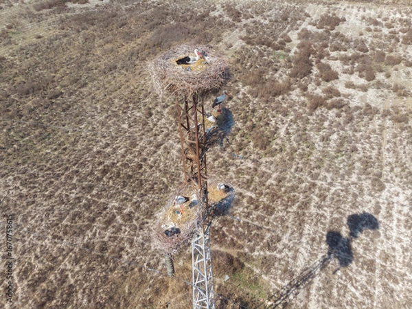 Fototapeta White stork nests on a pole, filmed from a quadcopter.Uzbekistan