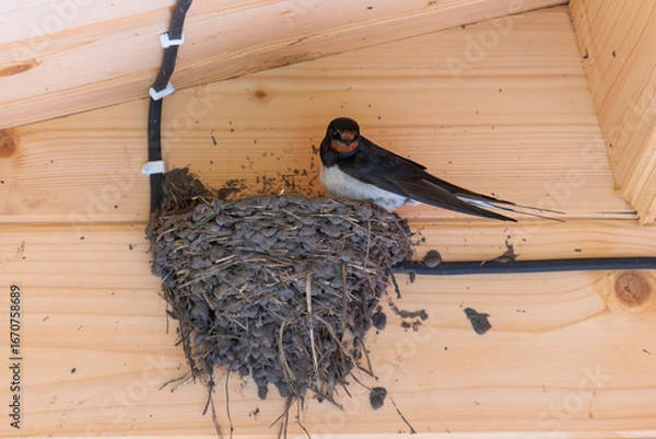 Fototapeta A swallow on a nest built under the roof of a wooden house
