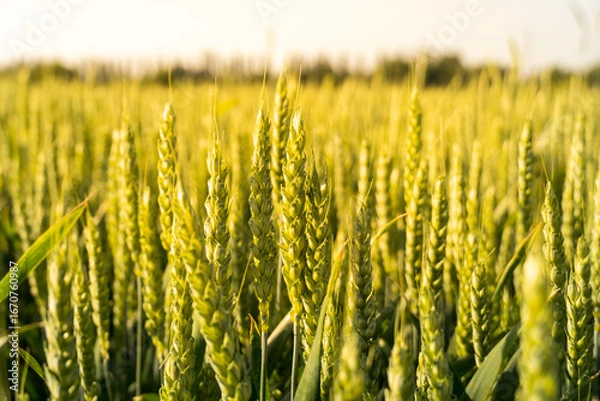 Fototapeta Wheat field ripening under the sun during late spring with clear blue sky and lush green plants in the background