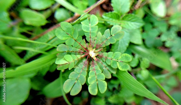 Fototapeta Close-up of Biophytum umbraculum leaves