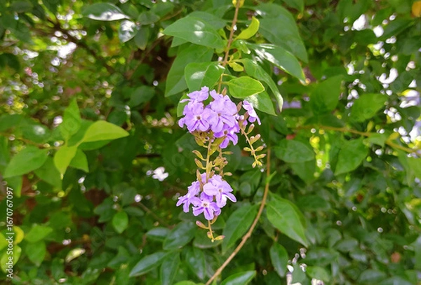 Obraz Duranta erecta flowers