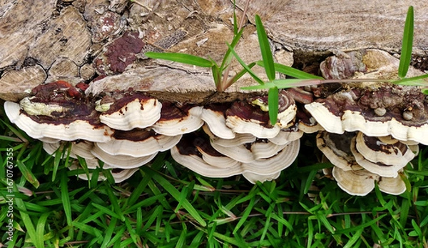 Fototapeta A cluster of Earliella scabrosa mushrooms