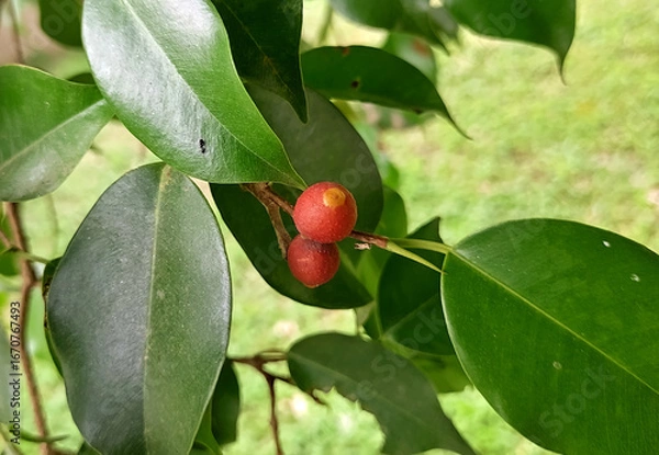 Fototapeta Fruit of Weeping fig