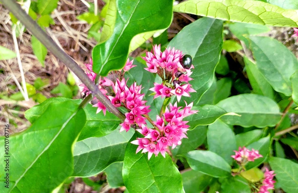 Obraz Java glory vine flowers