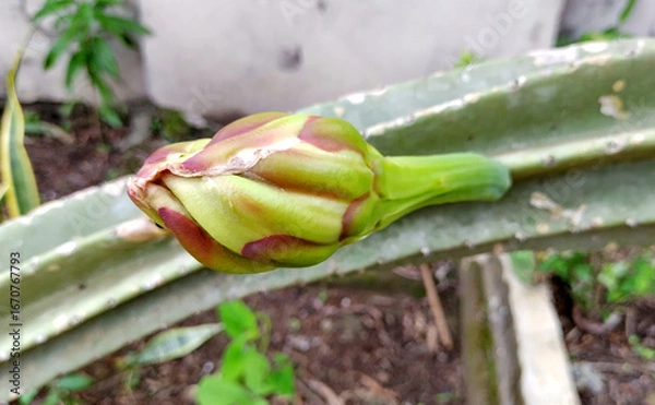 Obraz Queen of the night cactus flowerbud