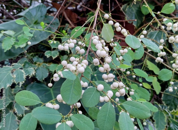 Obraz Indian snowberry