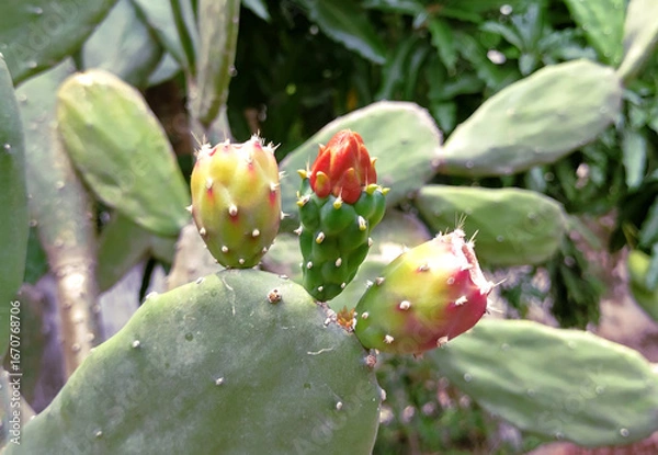 Fototapeta Prickly pear cactus fruits in various stages of ripening