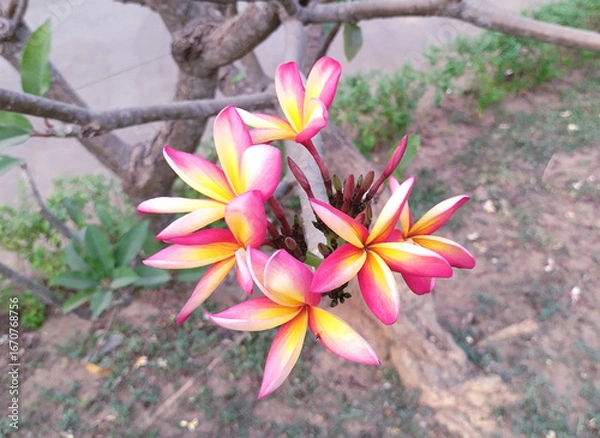 Obraz Rainbow plumeria