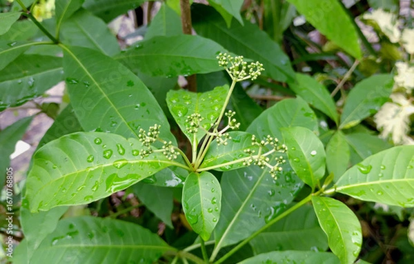 Fototapeta Swizzle stick aka poison devil's pepper