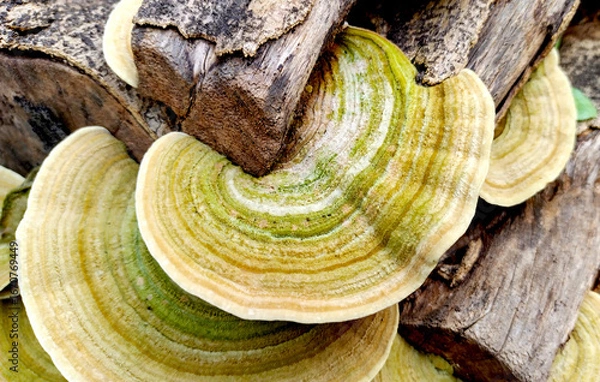 Obraz Closeup of Turkeytail mushroom growing on  a dead tree trunk