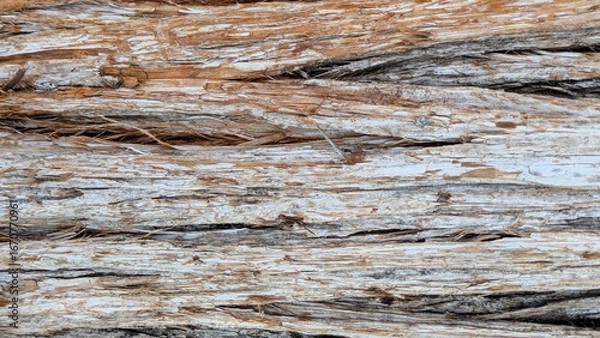Obraz Close up texture of dry tree bark