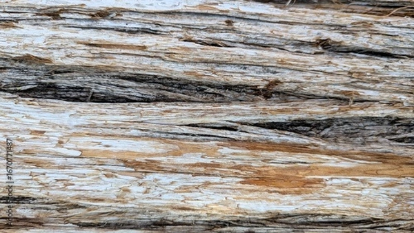 Fototapeta Close up texture of dry tree bark