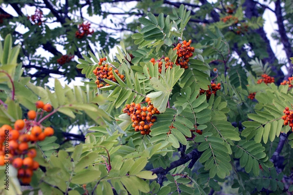 Fototapeta Rowan