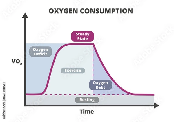 Fototapeta Graph or chart showing oxygen consumption during exercise and recovery, including oxygen deficit, exercise, steady state, and oxygen debt. Ideal for sports science and fitness education materials.