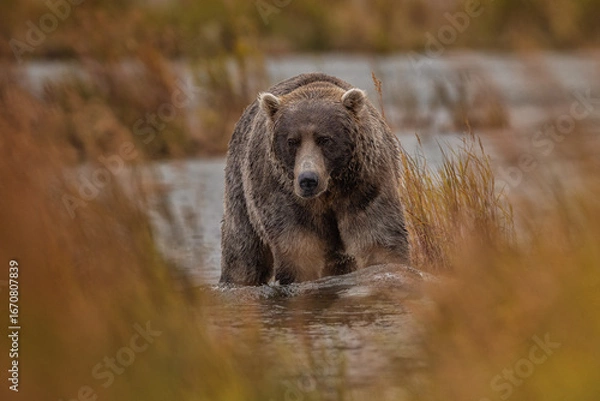 Obraz Brown Bear Katmai Brooks Falls Brooks River Fall Autumn