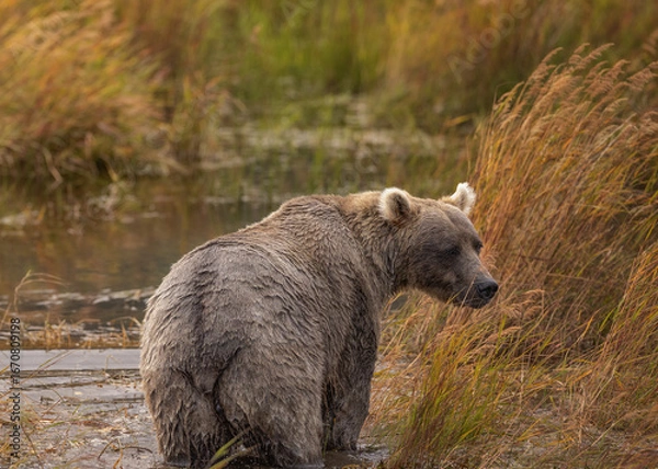 Obraz Brown Bear Katmai Brooks Falls Brooks River Fall Autumn