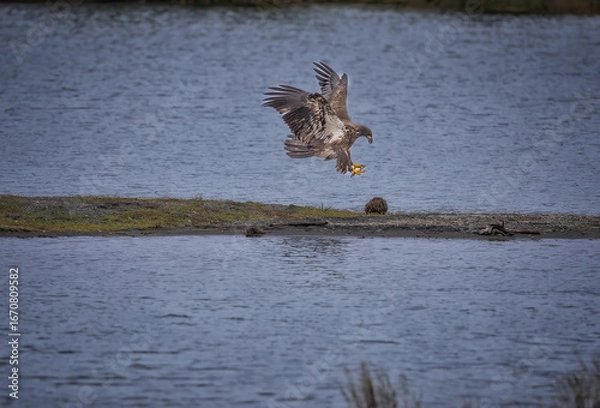 Obraz Young Eagle landing in alaska