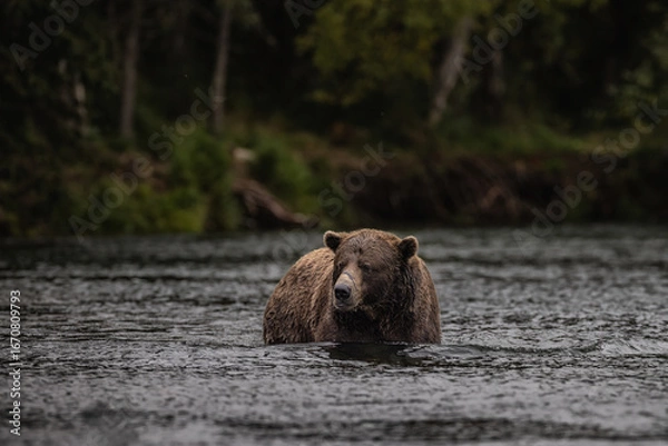 Obraz Brown Bear Katmai Brooks Falls Brooks River Fall Autumn Fat Bear Chunk
