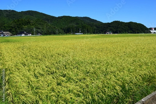 Obraz 稔り始めた稲穂 山形庄内米