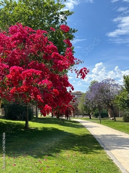 Obraz Blooming trees with bright red and purple flowers in Turia Gardens park in Valencia, Spain. A sunny spring day with vibrant colors and a walking path through the greenery.
