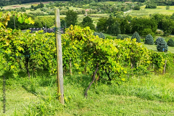 Obraz Scenic Vineyard Landscape in Virginia with Lush Green Rows of Grapevines on a Sunny Summer Day