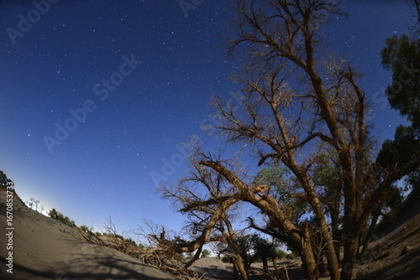 Obraz Populus euphratica trees in the desert