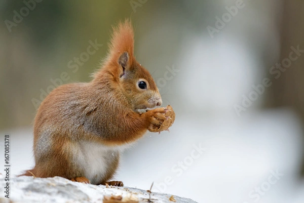 Obraz Squirrel winter snack