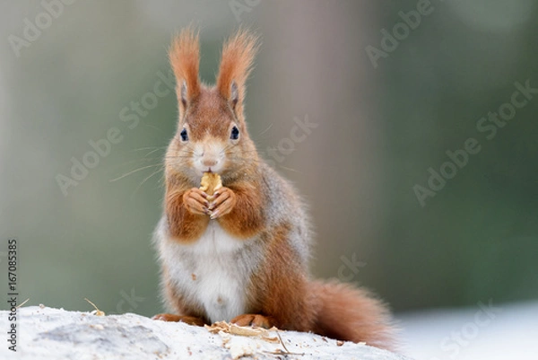 Obraz Squirrel snack on a snow stump
