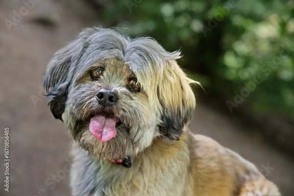 Obraz Lhasa Apso Mix ? - Abstammung als tibeter Mönchshund?