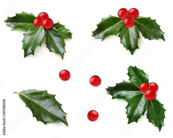 Obraz Holly berry leaves isolated