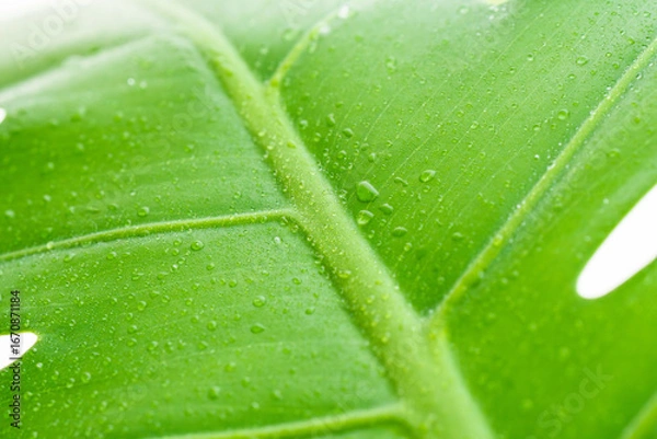 Fototapeta 水滴のあるモンステラの葉を白背景でアップ69