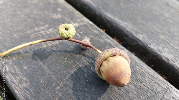 Obraz nuts on a wooden table
